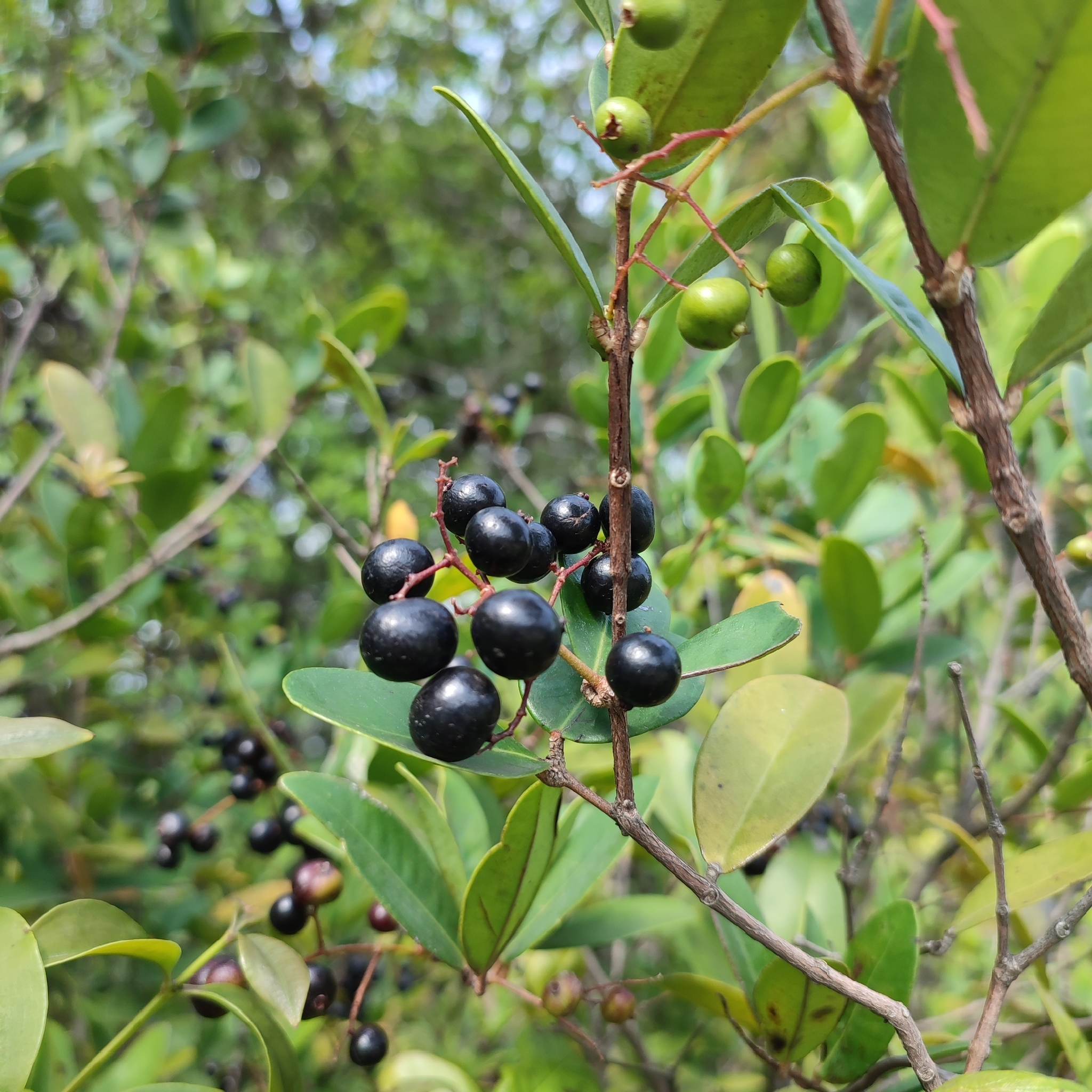 Imagem de Pedra-ume-caá