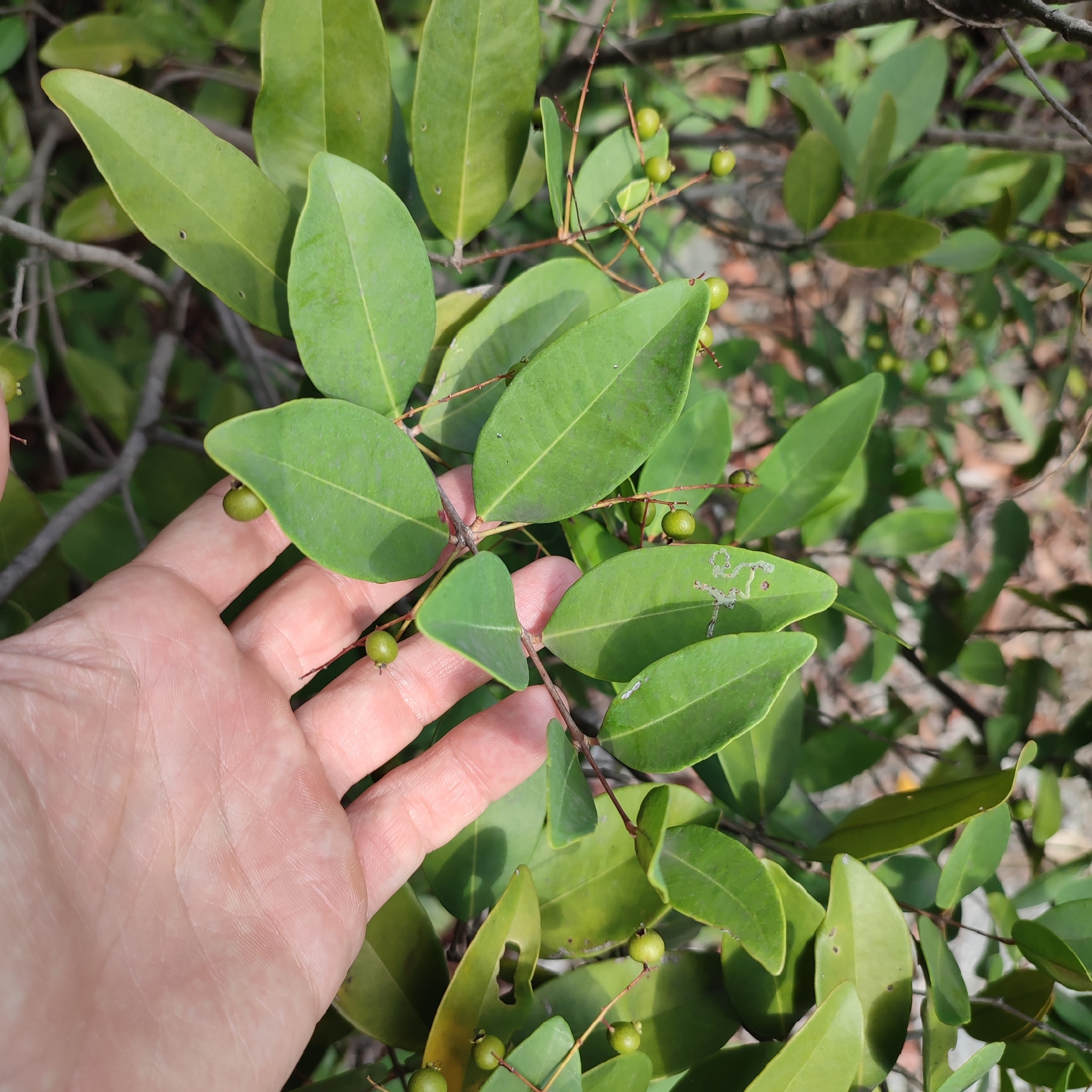 Imagem de Pedra-ume-caá