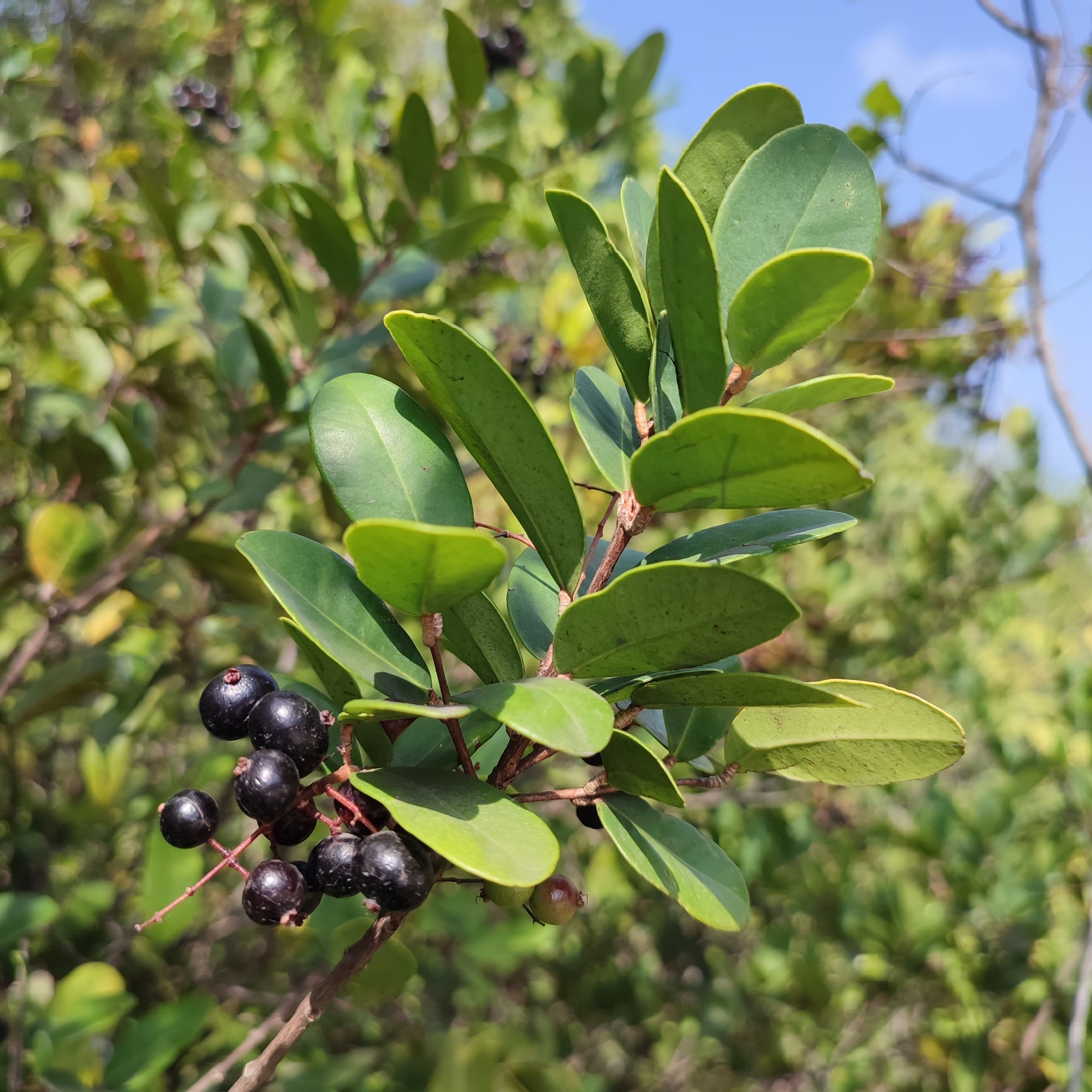 Imagem de Pedra-ume-caá