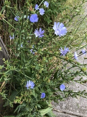 Cichorium intybus