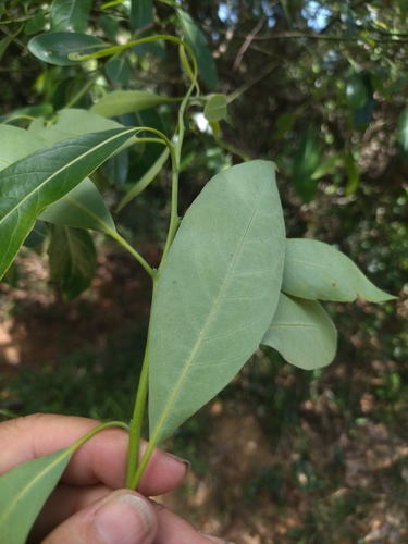 Foto de Canela-sassafrás