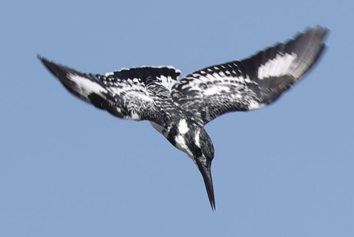 Graufischer (Ceryle rudis)