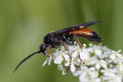 Tenthredopsis tarsata