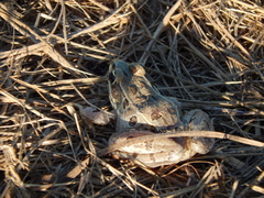 Lithobates kauffeldi