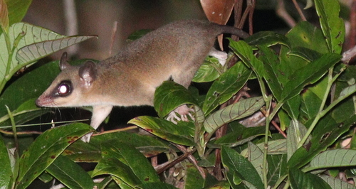 Linnaeus's Mouse Opossum