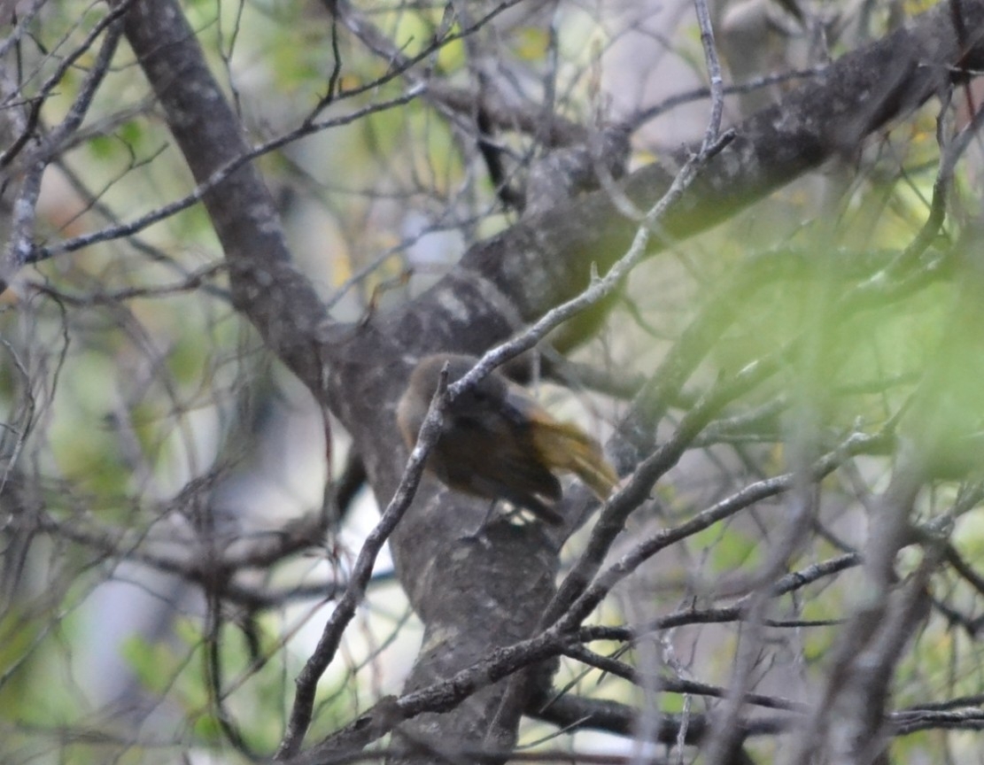 Olive Whistler (Pachycephala olivacea), photo 6