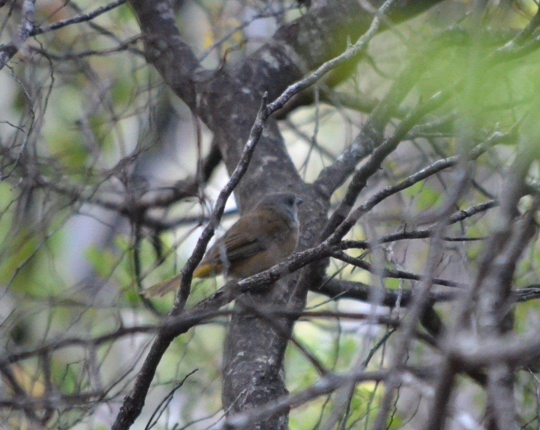 Olive Whistler (Pachycephala olivacea), photo 7