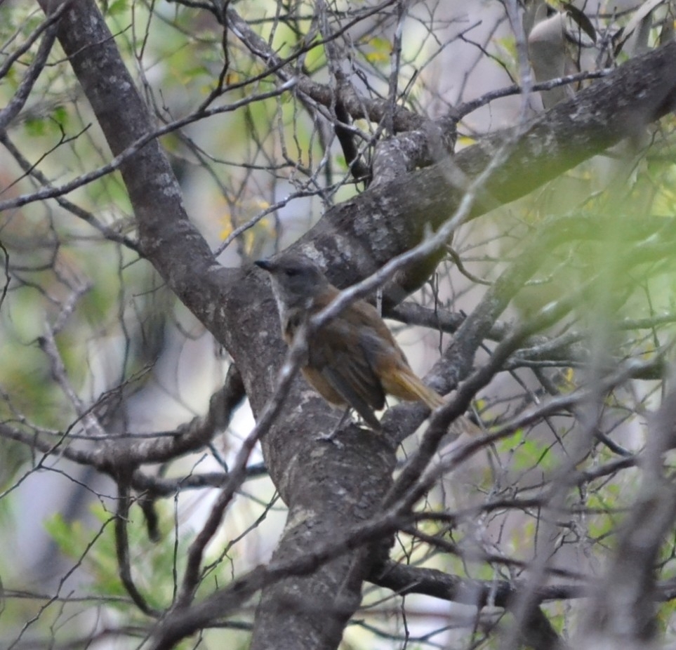 Olive Whistler (Pachycephala olivacea), photo 8