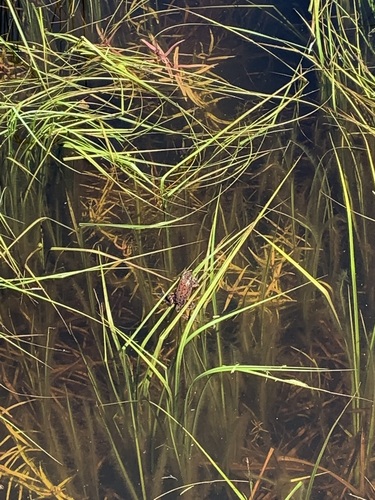 iNaturalist observation photo of Sierra Nevada Yellow-legged Frog