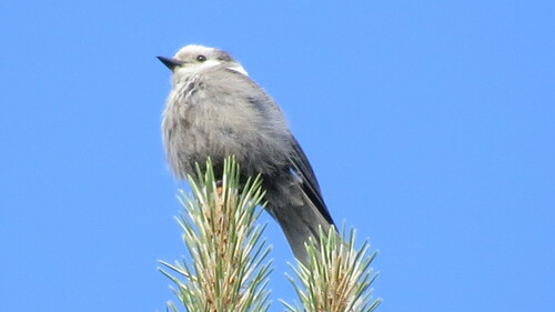 iNaturalist observation 2016-06-16