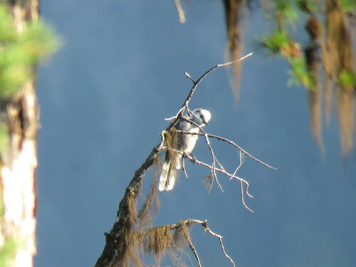 iNaturalist observation 2017-07-21