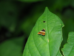 Choreutis xanthogramma
