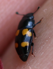 Glischrochilus grandis