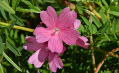 Sidalcea hendersonii