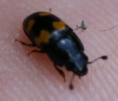 Glischrochilus grandis