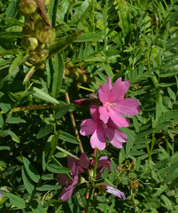 Sidalcea hendersonii