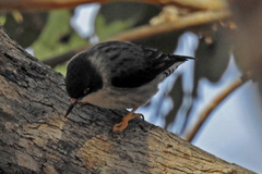 Varied Sittella photo 5
