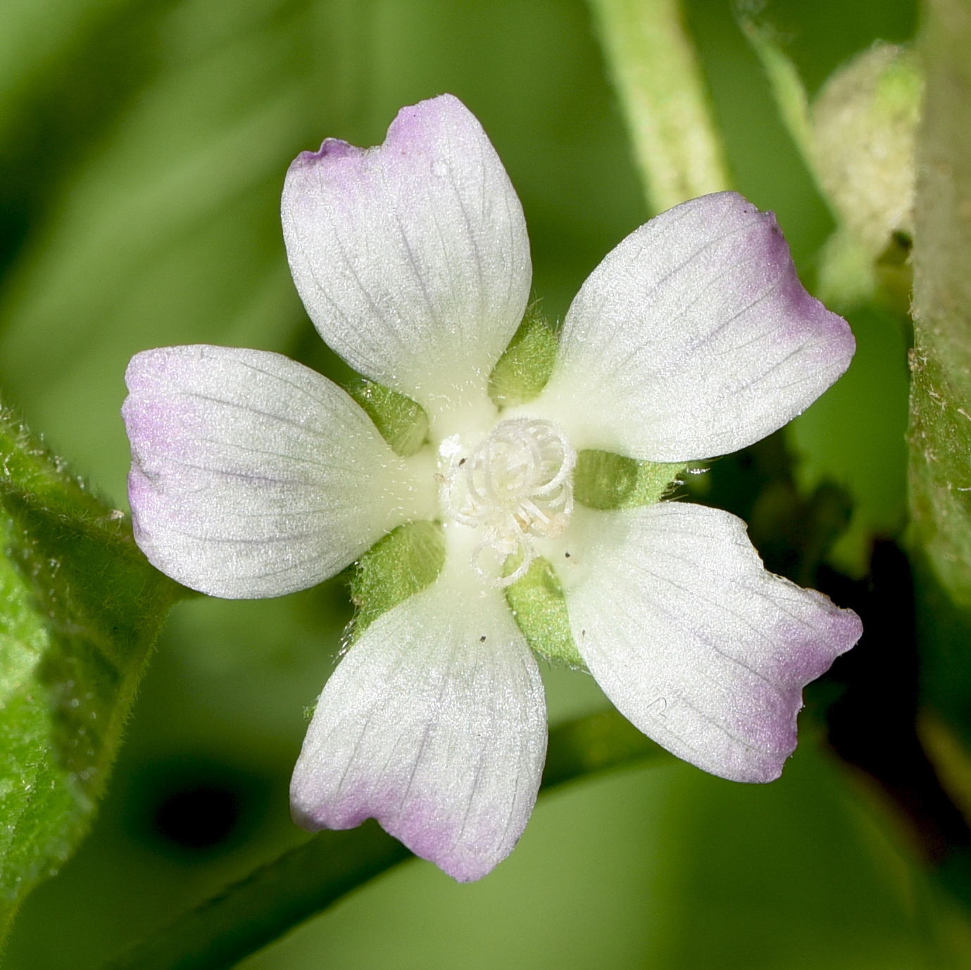 Malva verticillata