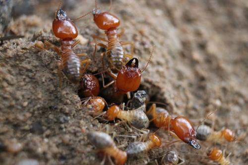Syntermes wheeleri