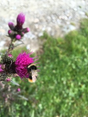 Bombus sichelii