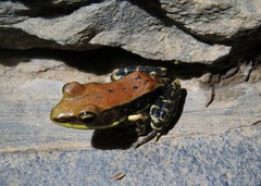 Hydrophylax bahuvistara