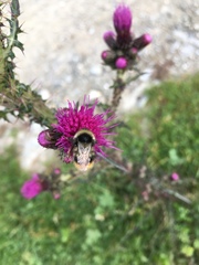 Bombus sichelii