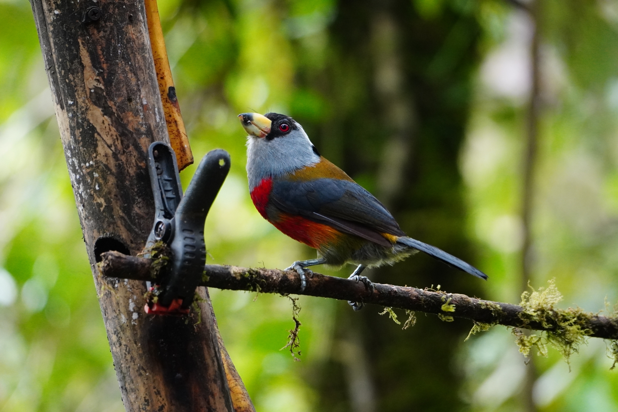 Toucan Barbet (Semnornis ramphastinus), photo 7