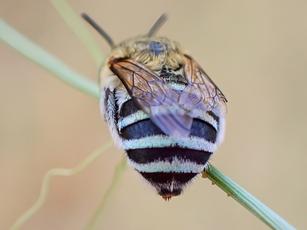 Amegilla murrayensis