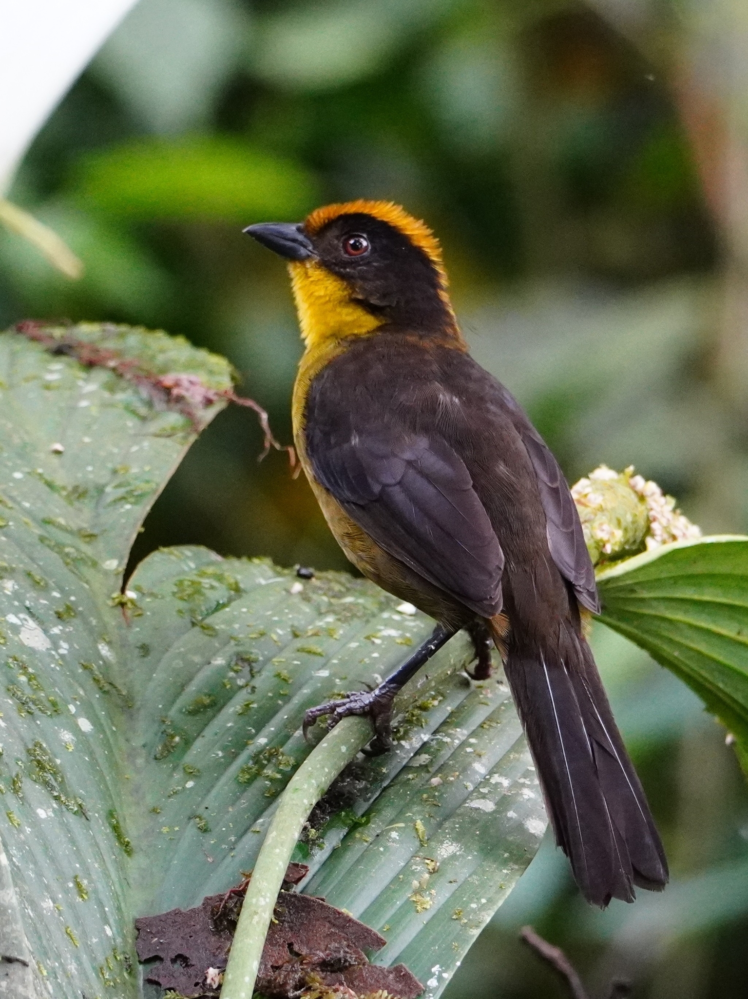 Choco Brushfinch (Atlapetes crassus), photo 9