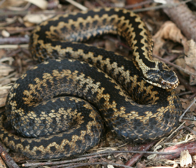 Adders Rothbury Adder from East Riding of Yorkshire, UK on July 13, 2008 by Mike ...