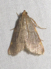 Hypsopygia binodulalis
