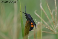 Pygodasis ephippium ephippium