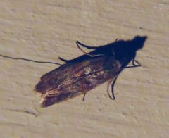 Moodna ostrinella