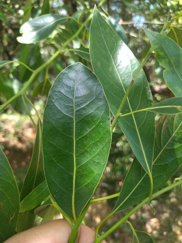 Image of Ocotea acutifolia by no rights reserved