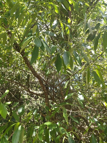 Canela-sassafrás