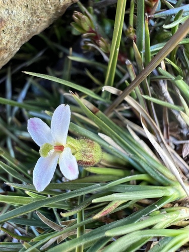 None (Oreostylidium subulatum)