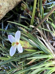 None (Oreostylidium subulatum)