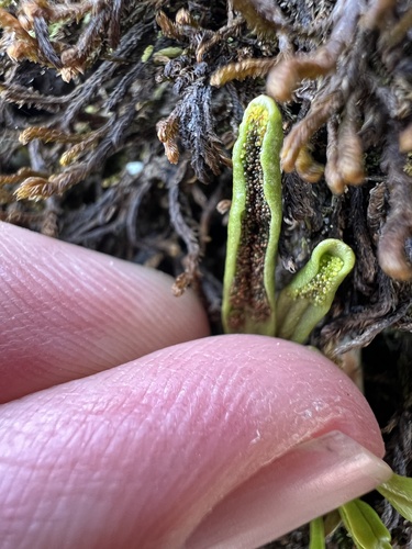 Strap fern (Notogrammitis givenii)