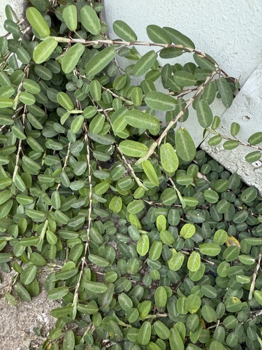 Foto de Papudinha