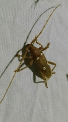 Eburia quadrigeminata