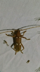 Eburia quadrigeminata