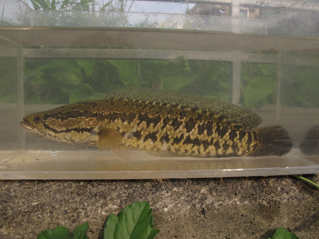 Blotched snakehead (Channa maculata) — Channidae