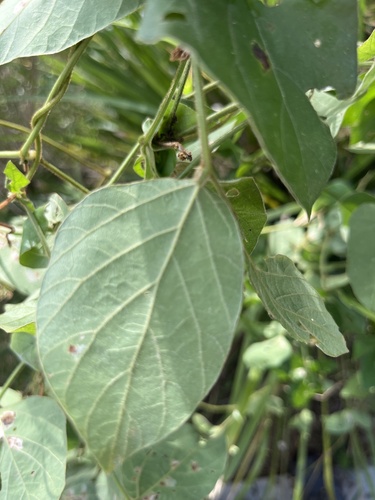 Foto de Soja perene