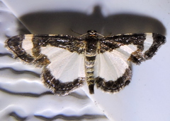 Heliomata cycladata