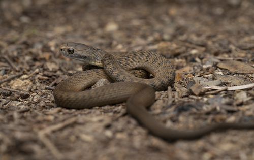 Rough-scaled Snake sighting