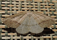 Petrophora subaequaria