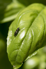 Stratiomyomorpha