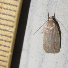 Inga obscuromaculella