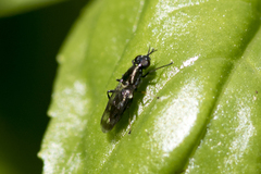 Stratiomyomorpha