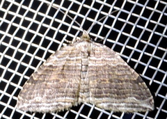 Anticlea multiferata